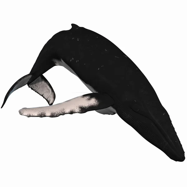 Hosszúszárnyú bálna — Stock Fotó