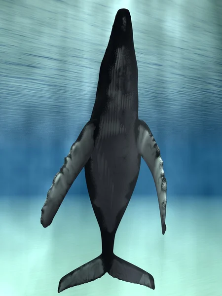 ザトウクジラ — ストック写真