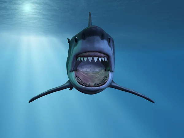Grote witte haai — Stockfoto