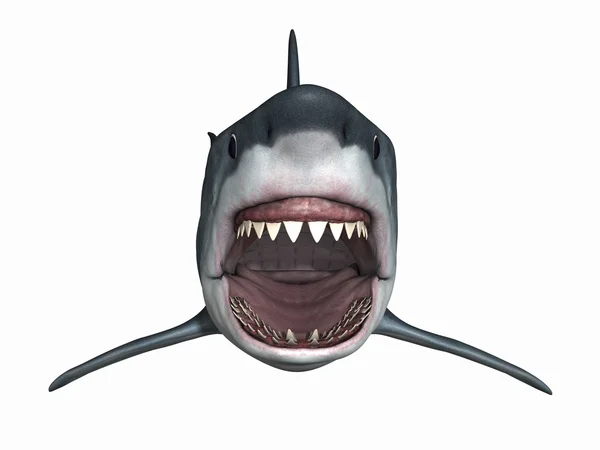 Большая белая акула — стоковое фото