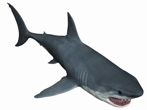 Velký bílý žralok — Stock fotografie