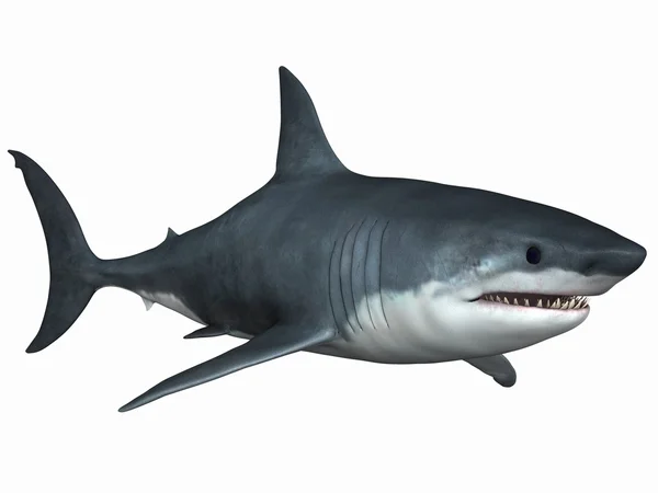 Gran tiburón blanco —  Fotos de Stock