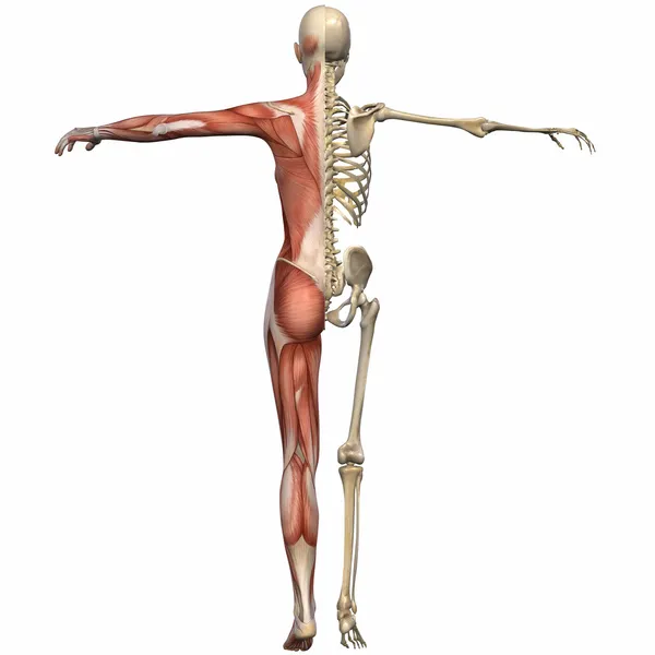 Corpo de Anatomia Feminina Imagem De Stock