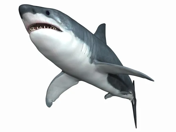 Grande tubarão branco Imagem De Stock