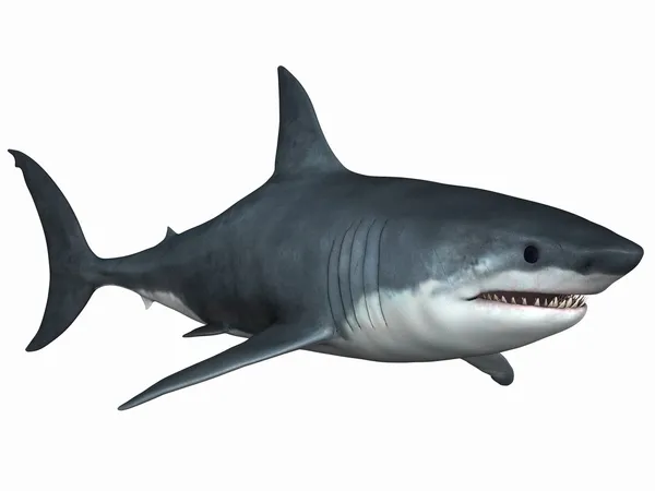 Μεγάλος λευκός καρχαρίας Φωτογραφία Αρχείου