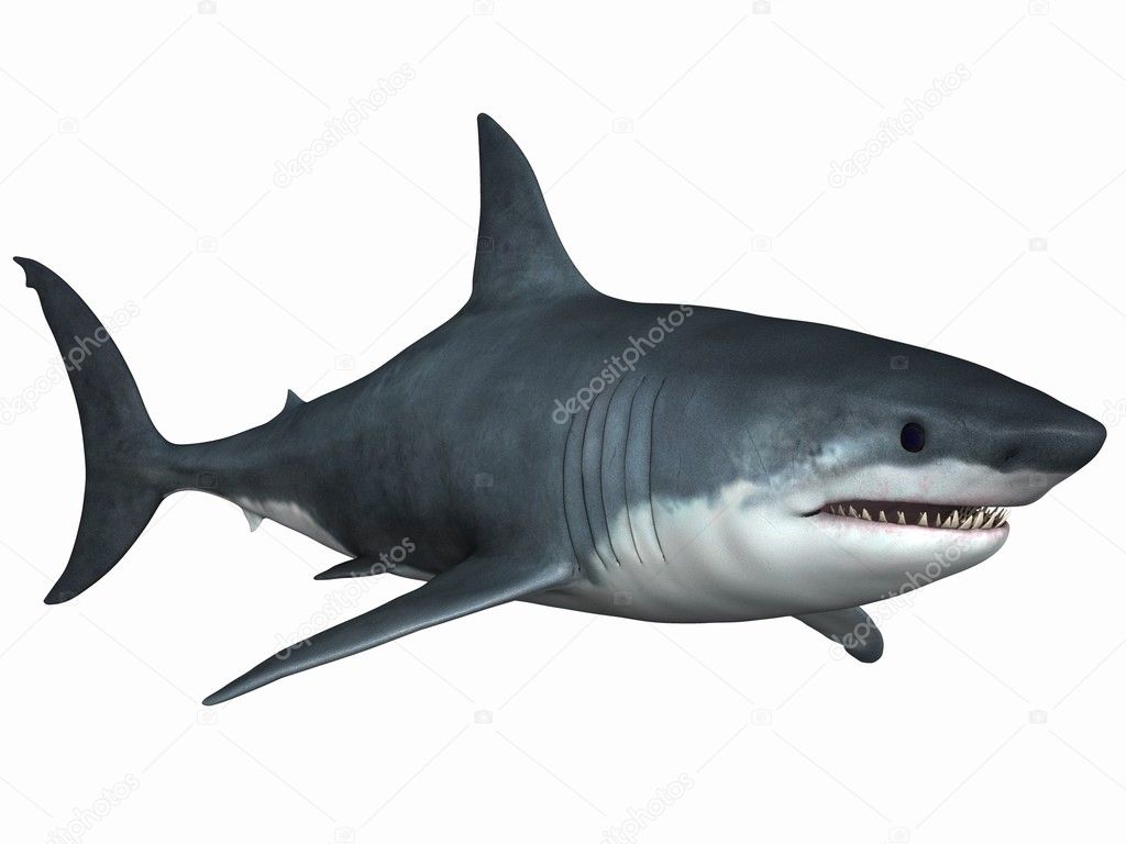 great white shark side view attack