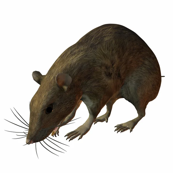 stock image Rat