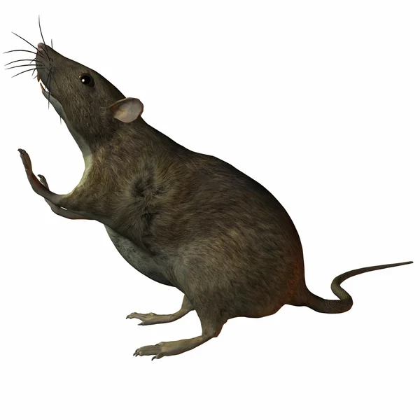 stock image Rat