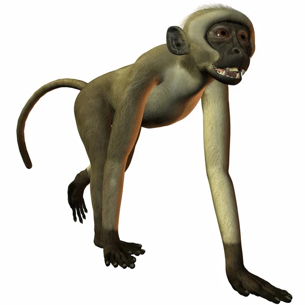 Monkey — Stock Photo, Image