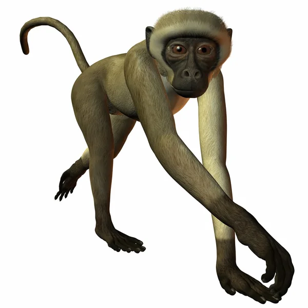 Scimmia — Foto Stock