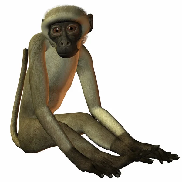 stock image Monkey