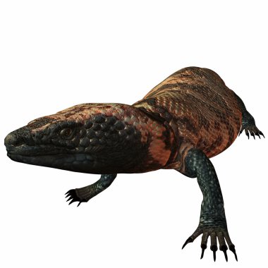 GilaMonster-Heloderma suspectum