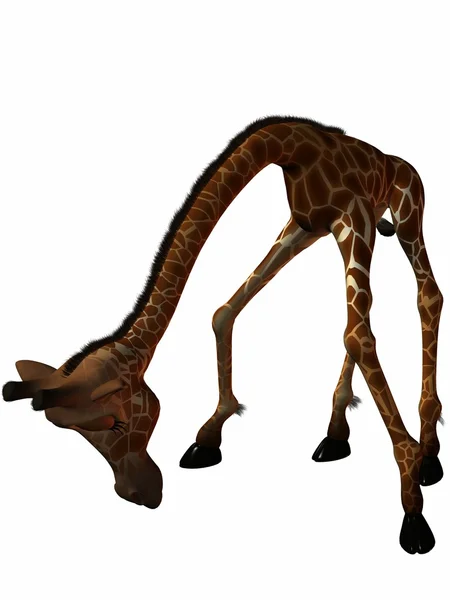 Toon Girafa — Fotografia de Stock