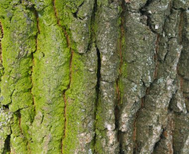 Green bark clipart