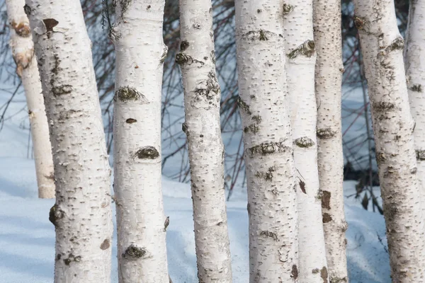 stock image Winter birch trees