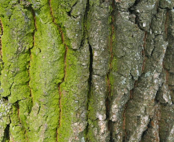 緑の樹皮 — ストック写真