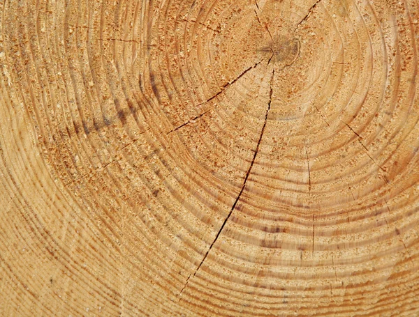 Cut tree — Stock Photo, Image
