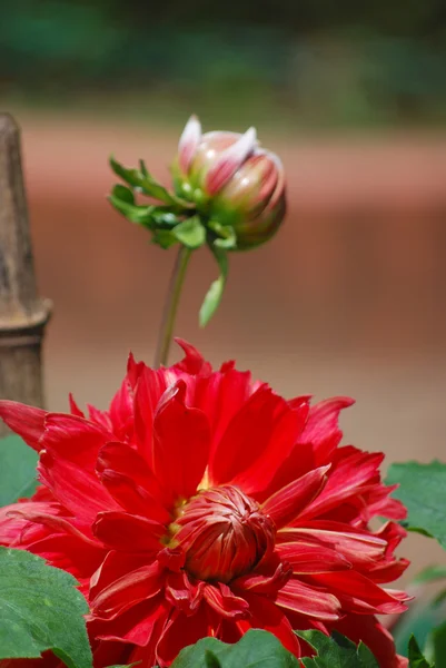 stock image Red Dahlia Closeup