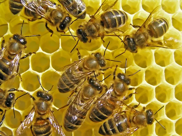 Abelhas constroem favos de mel . — Fotografia de Stock