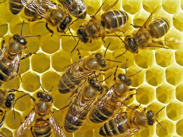 蜂は、ハニカムを構築します。. ロイヤリティフリーのストック写真