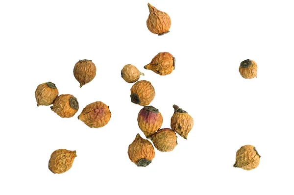 köpek gül tohumları