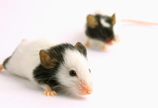 Um par de ratos. Imagem De Stock