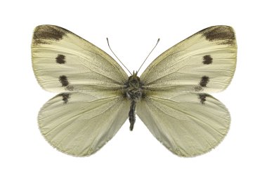 Cabbage white butterfly clipart