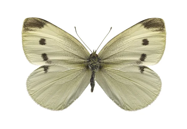 Zelí bílé motýla — Stock fotografie