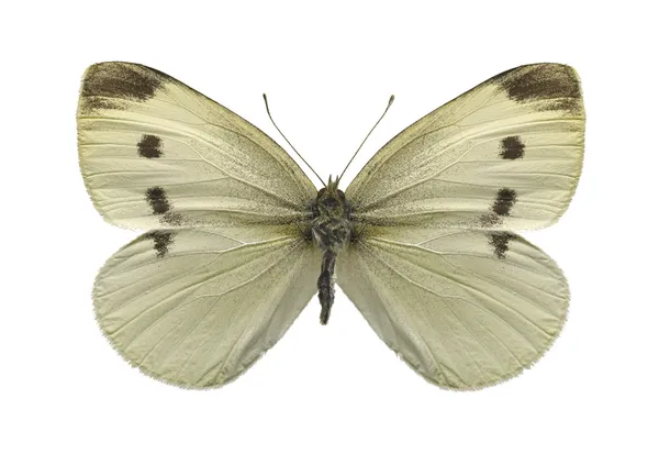 Col mariposa blanca — Foto de Stock
