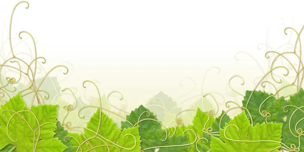 Rodapé de folha de uva — Fotografia de Stock
