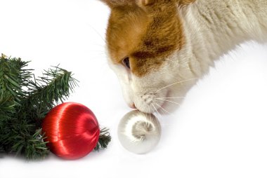Christmas Cat clipart