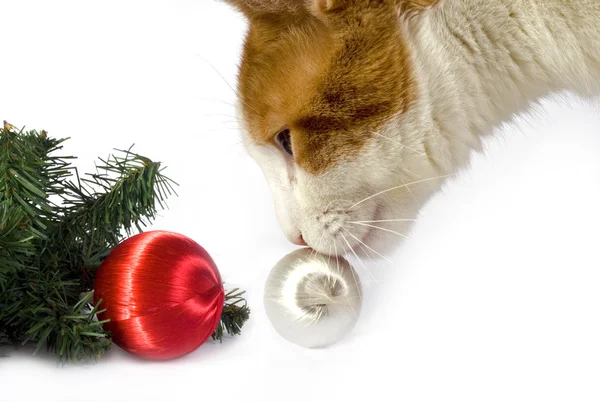 stock image Christmas Cat