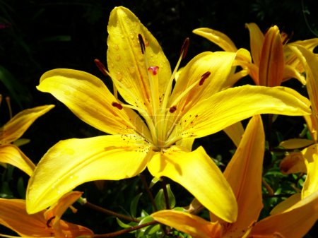 Beau lys jaune 