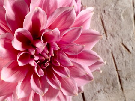 Belle fleur de lotus sur le vieux bureau 