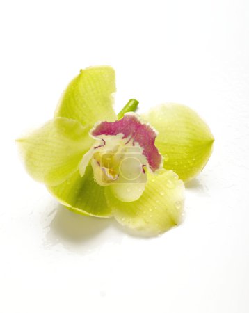 Belle orchidée 