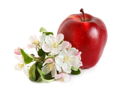 Pomme rouge 