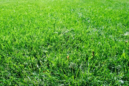 herbe