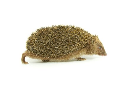 hérisson