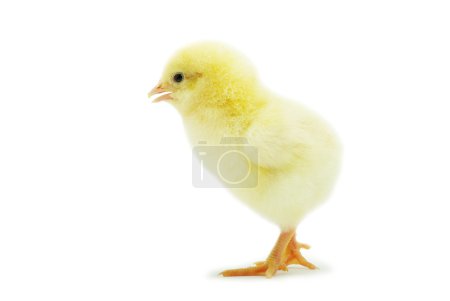 Poulet