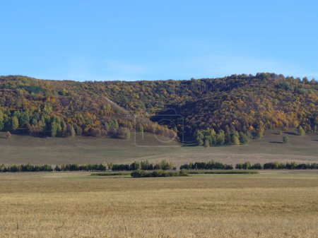Arbres d'automne sur les montagnes 