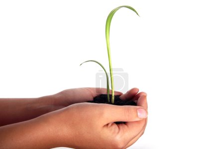 Homme tenant une plante entre les mains 