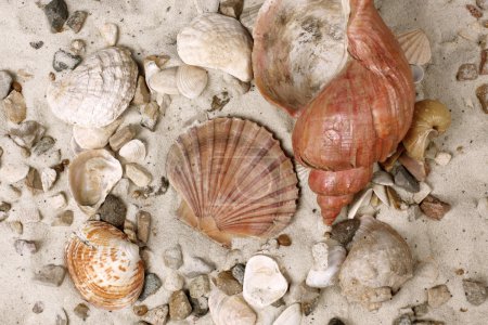 Coquilles de mer dans le sable 
