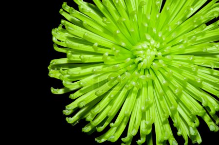 Fleur verte isolée sur le noir 