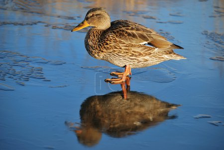 Canard sur glace mince 