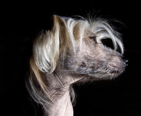 Chien crête chinois 