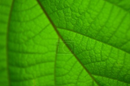 Fond vert naturel