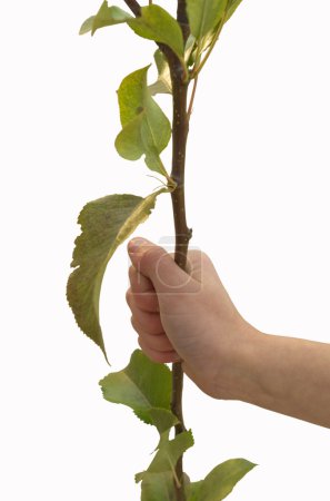 plante.