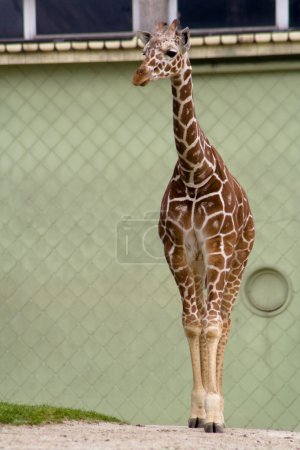 Girafe au zoo 