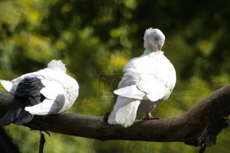 Colombes blanches sur l'arbre 
