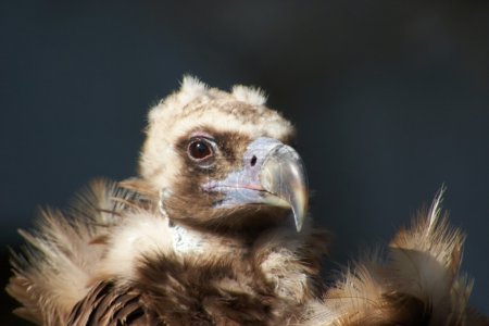 Portrait de vautour 